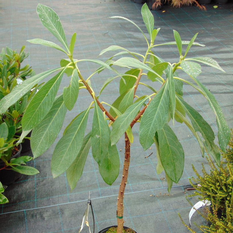 Edgeworthia chrysantha Nanjing Gold - Buisson à papier (Plant habit)