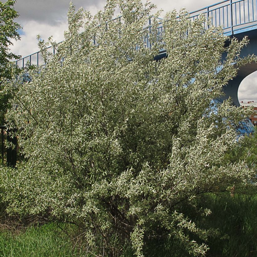 Elaeagnus angustifolia - Olivier de Boheme (Plant habit)