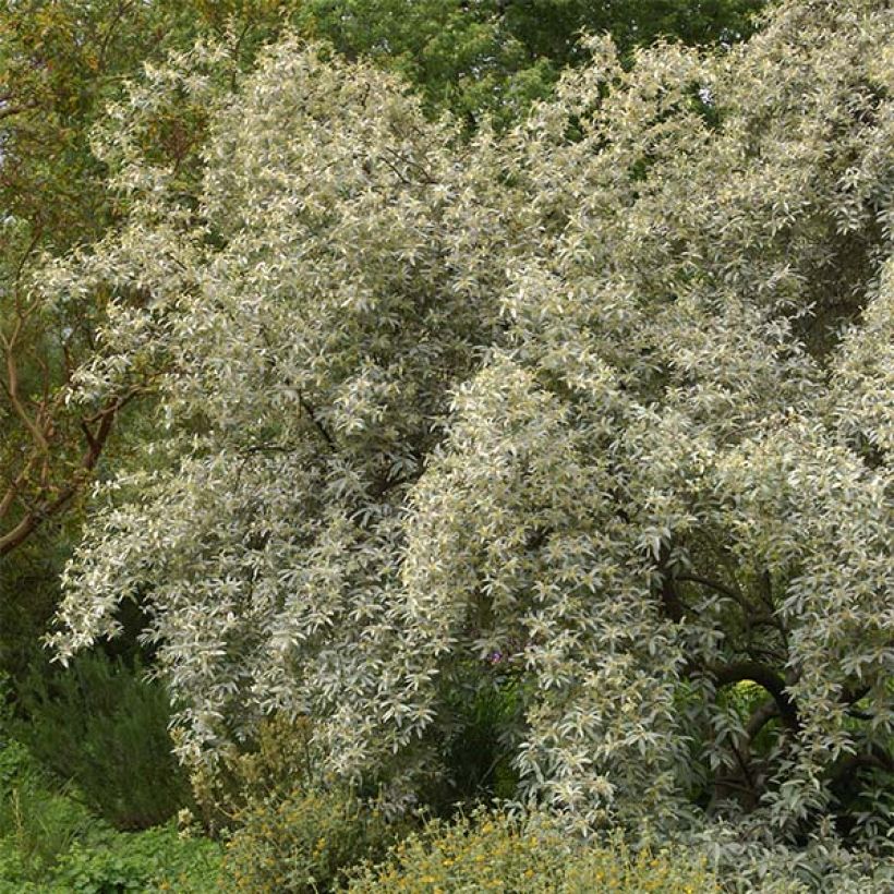 Elaeagnus commutata Zempin - Chalef argenté (Plant habit)