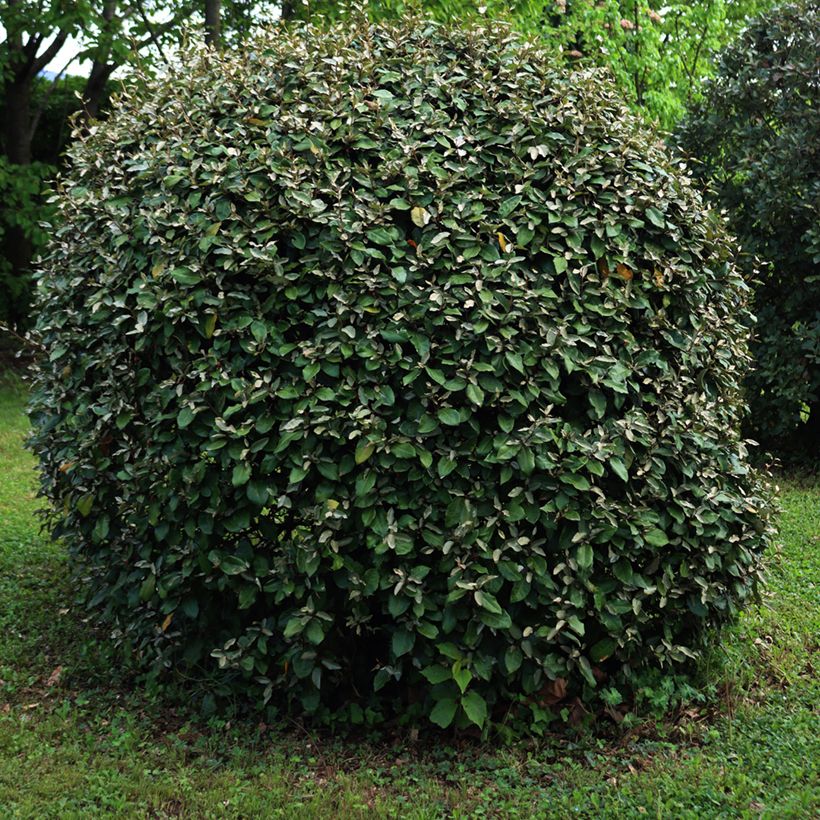 Elaeagnus ebbingei Compacta - Chalef (Plant habit)