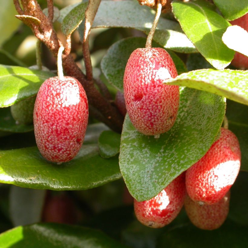 Elaeagnus pungens Hosuba Fukurin - Chalef panaché (Harvest)