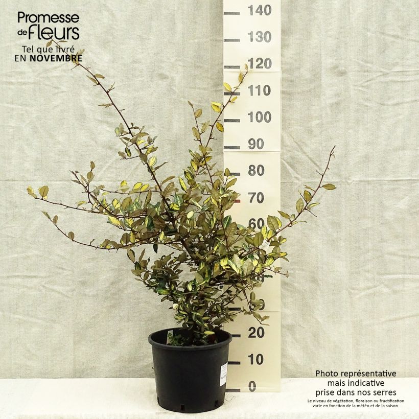 Example of Elaeagnus pungens Maculata - Chalef panaché Pot de 7,5L/10L as you get in automne