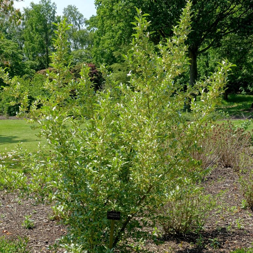 Elaeagnus umbellata - Chalef d'automne (Plant habit)
