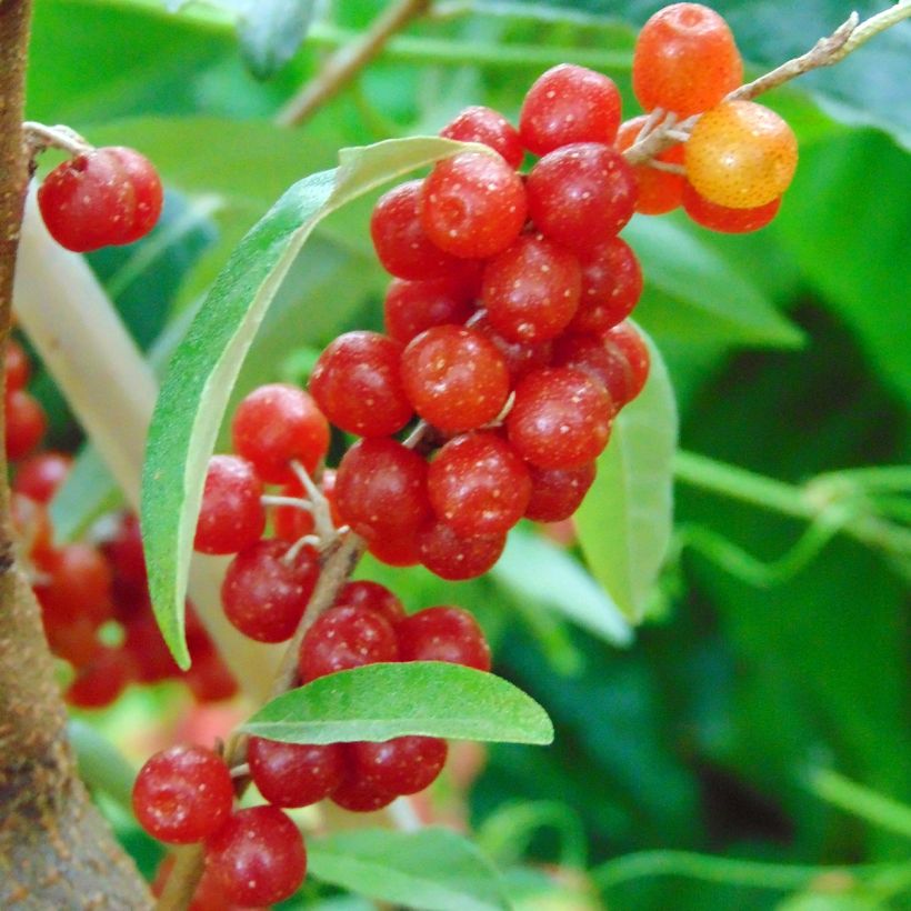 Elaeagnus umbellata Amoroso - Chalef en ombelles (Harvest)