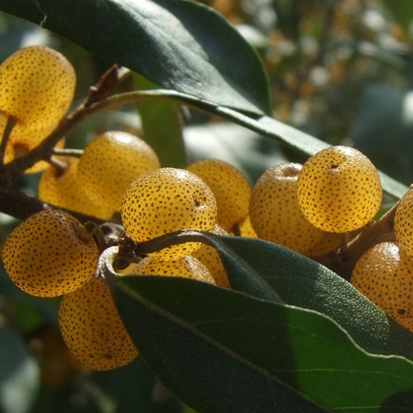 Elaeagnus umbellata Fortunella - Goumi du Japon (Harvest)