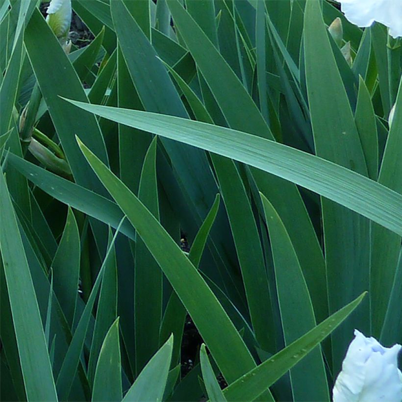 Iris germanica Immortality - Iris des Jardins (Foliage)