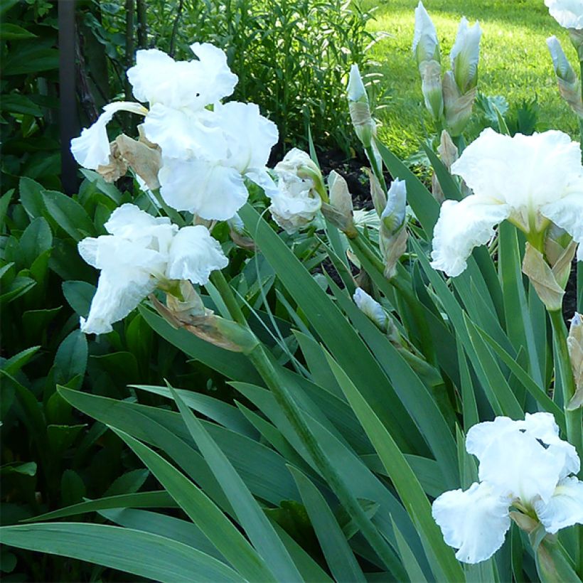 Iris germanica Immortality - Iris des Jardins (Flowering)