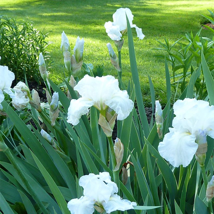 Iris germanica Immortality - Iris des Jardins (Plant habit)
