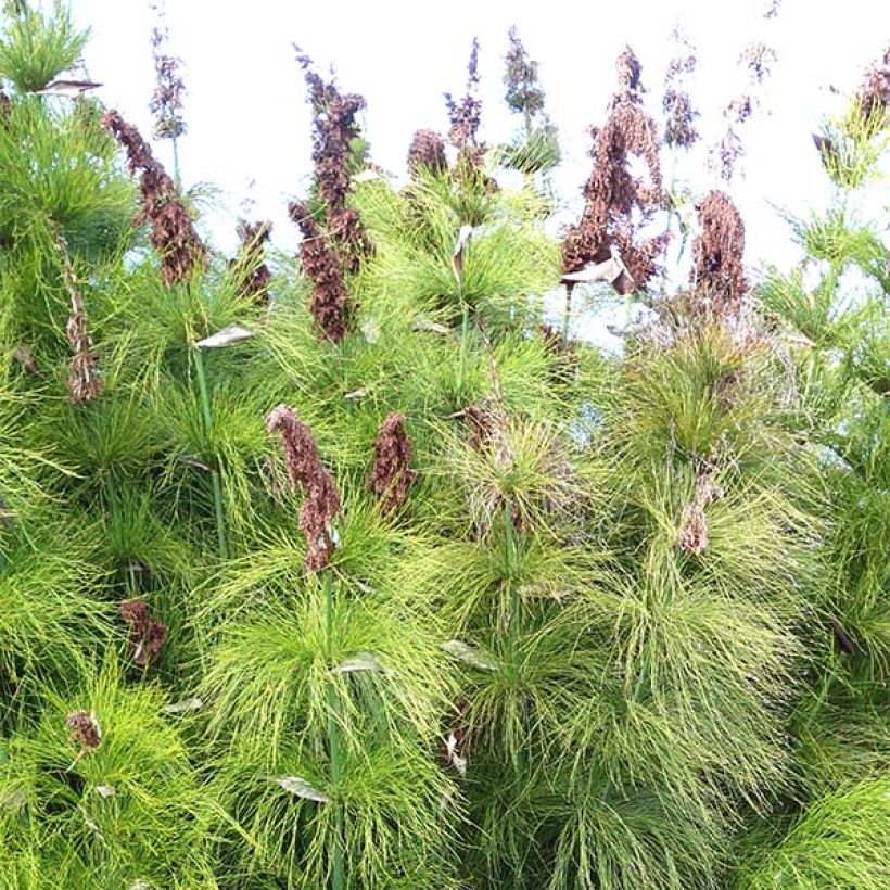 Elegia capensis - Prêle restio (Flowering)