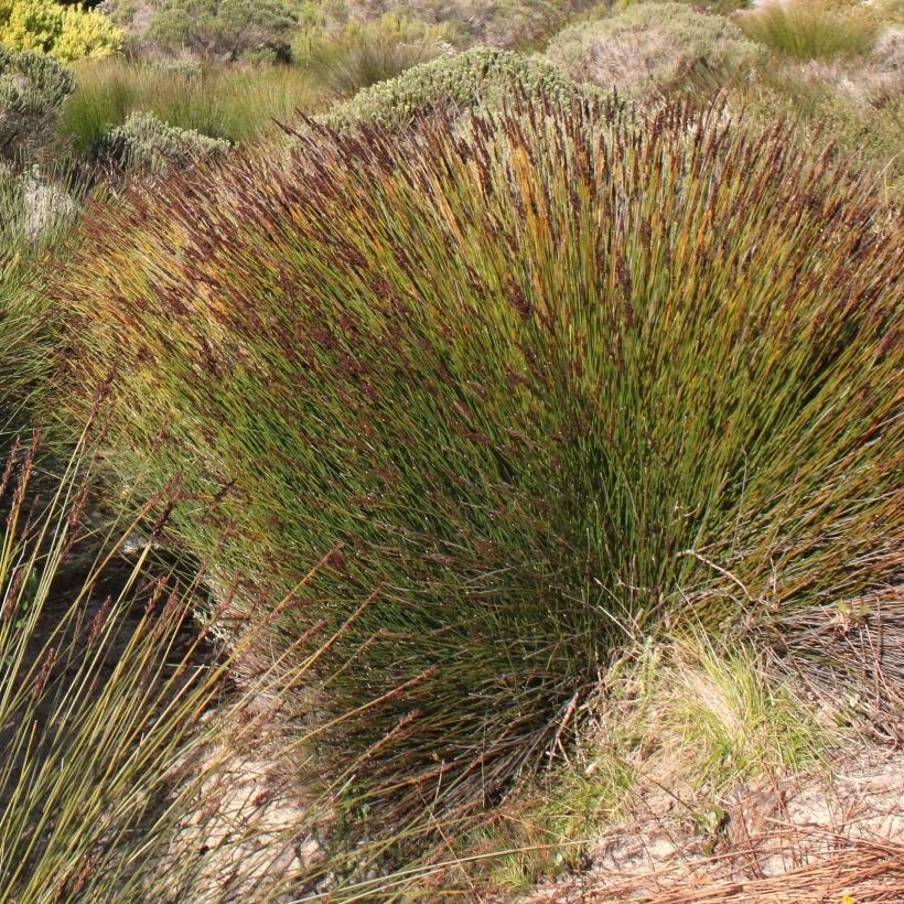 Elegia tectorum Fish Hoek - Restio (Flowering)