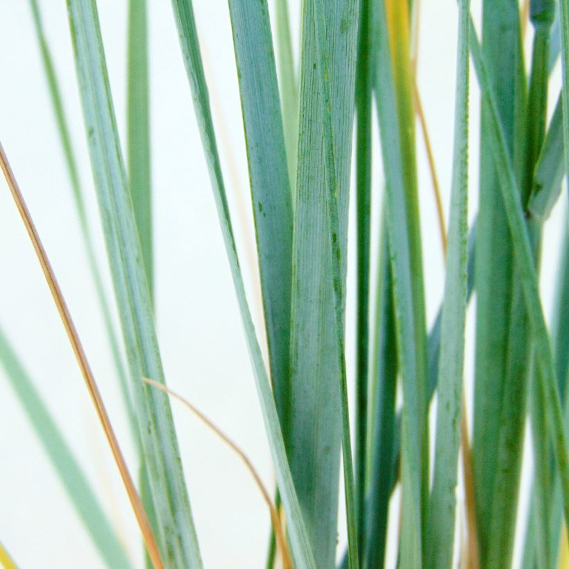 Elymus magellanicus - Agropyron (Foliage)