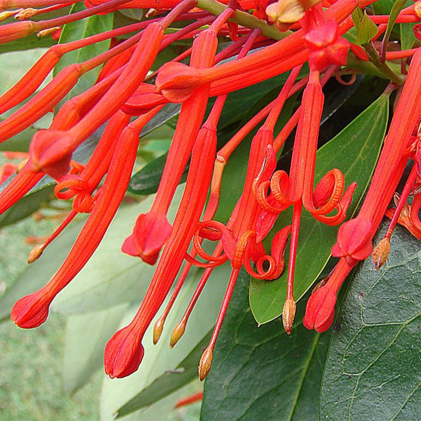 Embothrium coccineum - Arbre de feu du Chili  (Flowering)