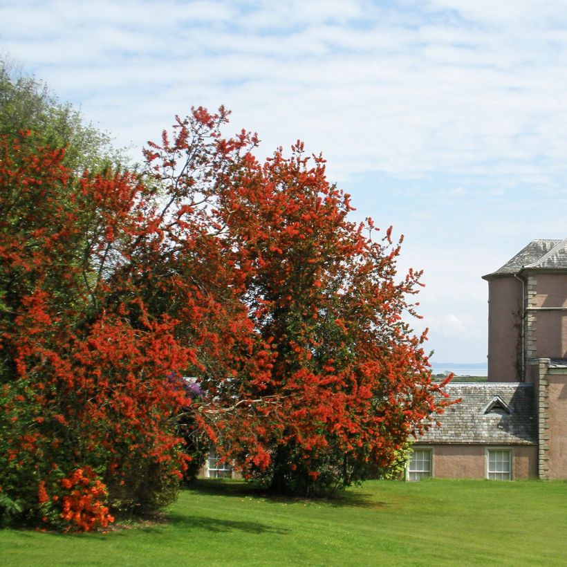 Embothrium coccineum - Arbre de feu du Chili  (Plant habit)