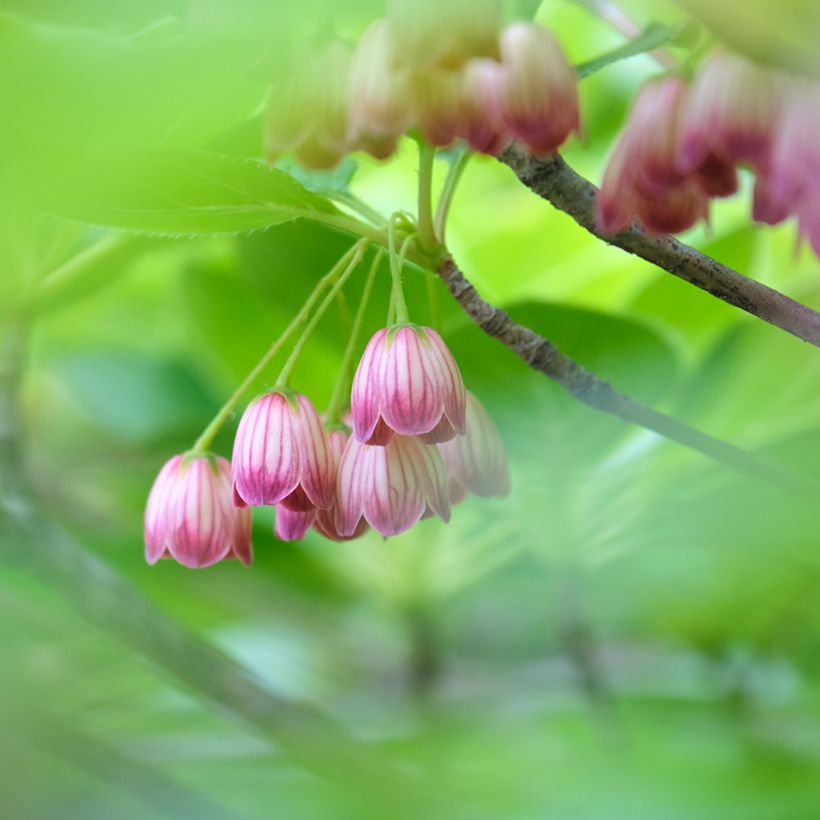 Enkianthus campanulatus Red Bells - Andromède campanulée (Flowering)