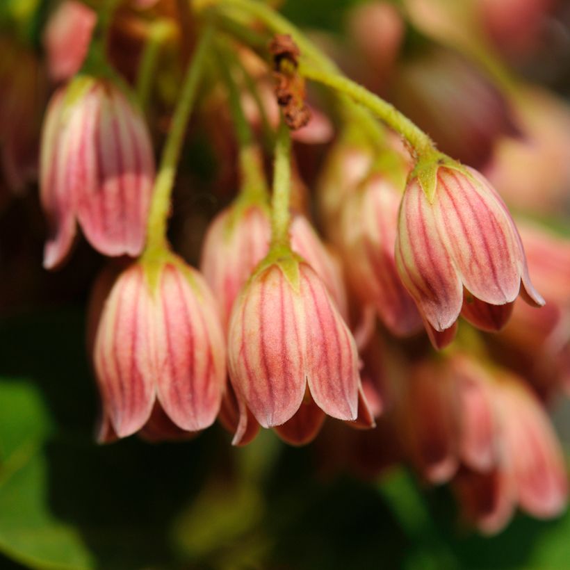 Enkianthus campanulatus var. palibinii (Flowering)