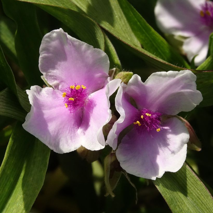 Ephémère de Virginie - Tradescantia andersoniana Pink Chablis (Flowering)