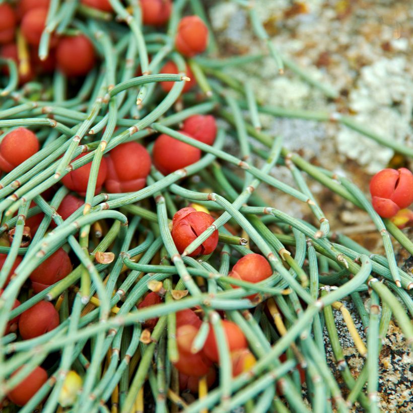 Ephedra minima ou monosperma (Foliage)