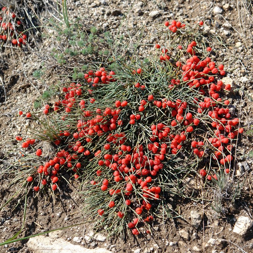 Ephedra minima ou monosperma (Plant habit)