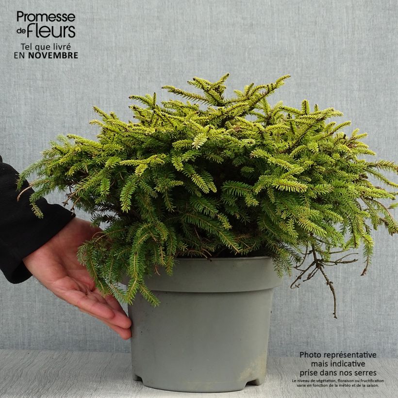Example of Épicéa commun - Picea abies Nidiformis Pot de 2L/3L as you get in automne