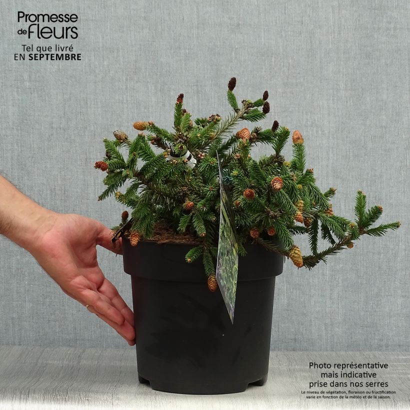 Example of Epicea commun nain - Picea abies Pusch Pièce as you get in automne