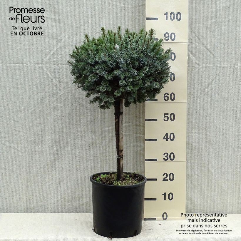 Example of Épicéa de Sitka - Picea sitchensis Silberzwerg Pot de 12L/15L, Tige as you get in automne