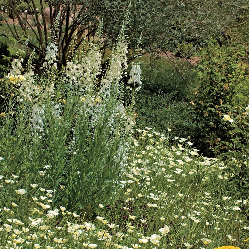 Epilobe blanche - Epilobium angustifolium album (Plant habit)