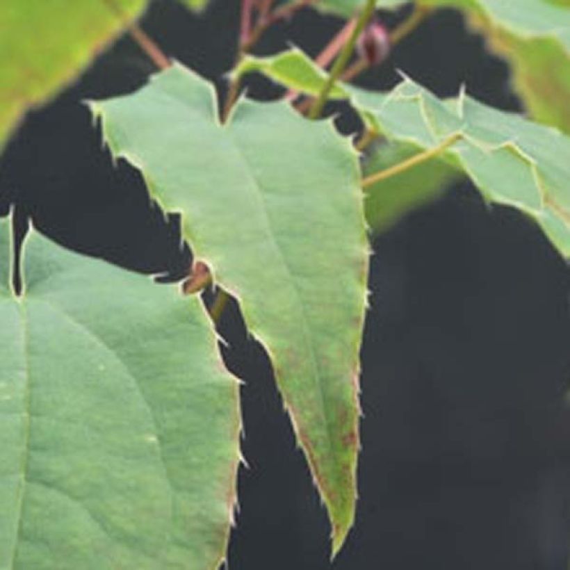 Fleur des Elfes - Epimedium Domino (Foliage)