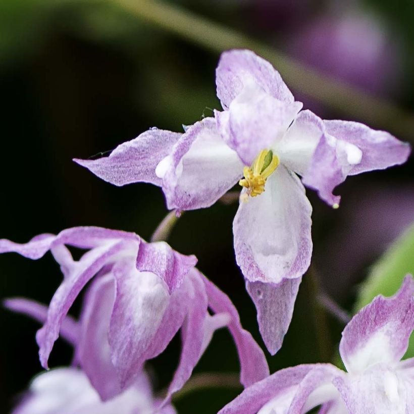 Epimedium grandiflorum Beni-kujaku - Fleur des Elfes (Flowering)