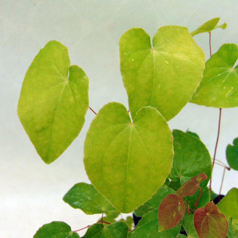 Epimedium grandiflorum Shiho - Fleur des Elfes (Foliage)
