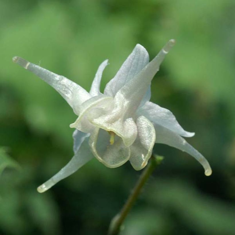 Epimedium pauciflorum, Fleur des elfes (Flowering)