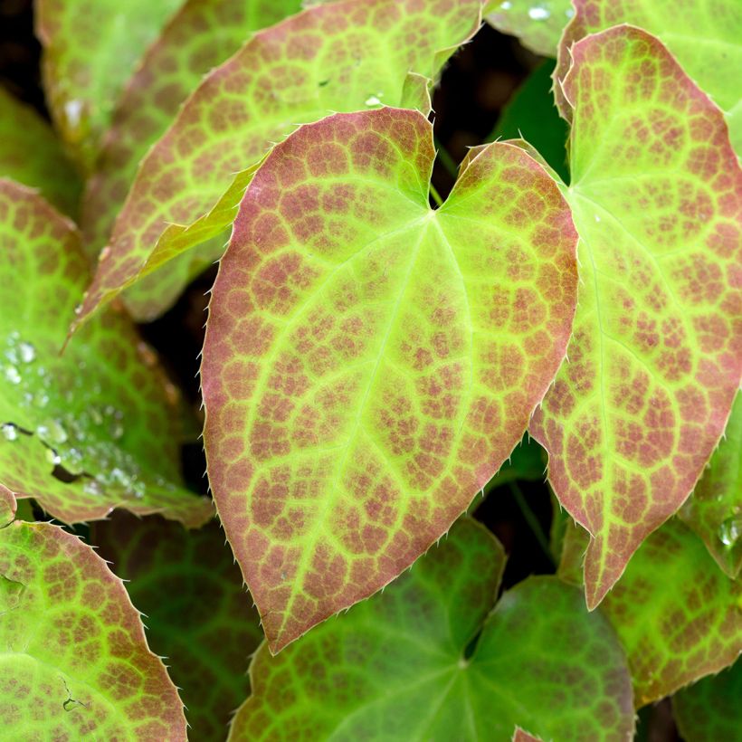 Epimedium perralchicum Frohnleiten - Fleur des Elfes jaune vif (Foliage)