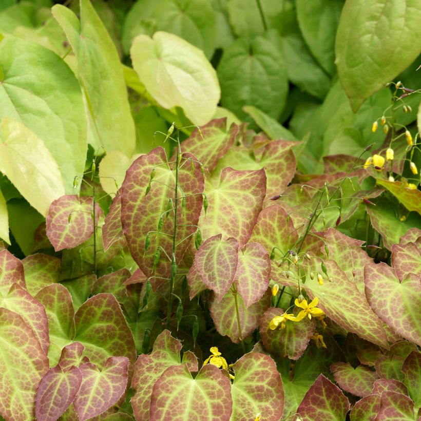 Epimedium perralchicum Frohnleiten - Fleur des Elfes jaune vif (Plant habit)