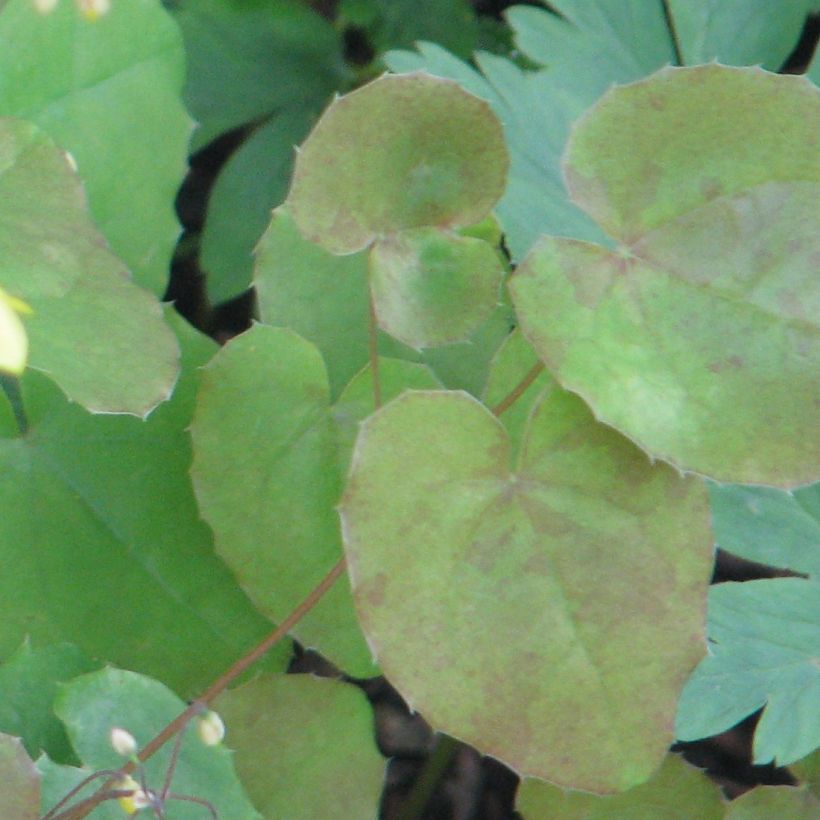 Epimedium platypetalum, Fleur des elfe (Foliage)
