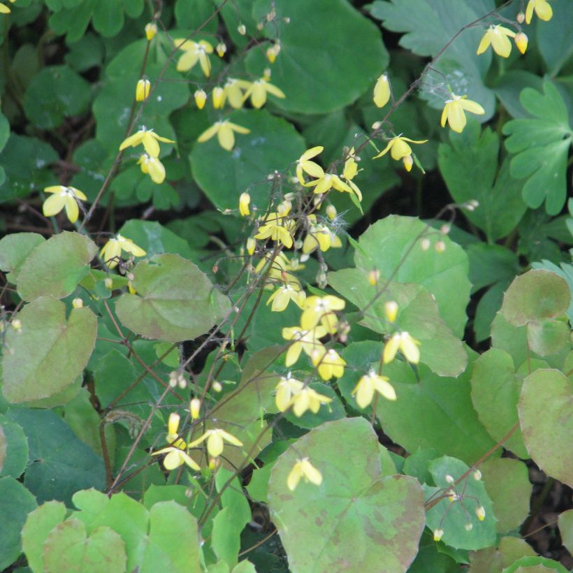 Epimedium platypetalum, Fleur des elfe (Plant habit)