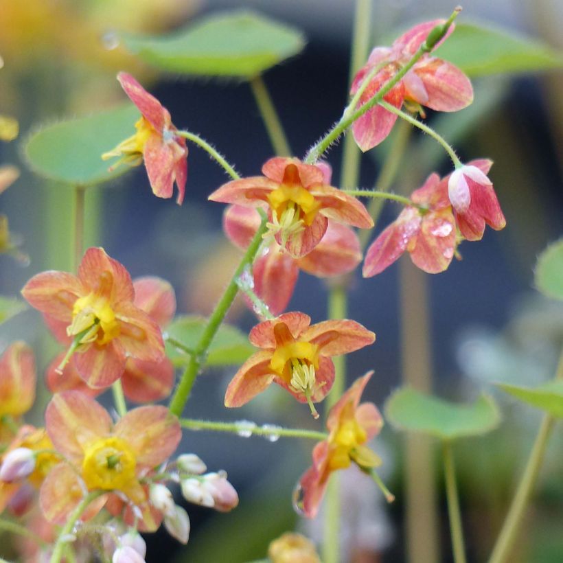 Fleur des Elfes - Epimedium x warleyense Orangekönigin (Flowering)
