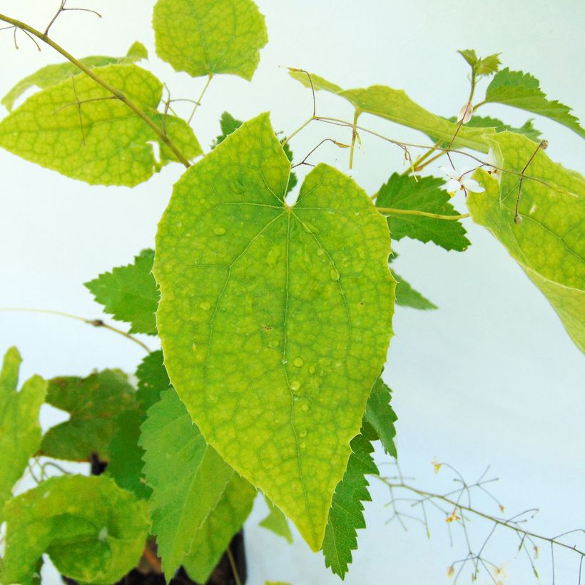 Epimedium stellulatum Wudang Star - Fleur des Elfes (Foliage)