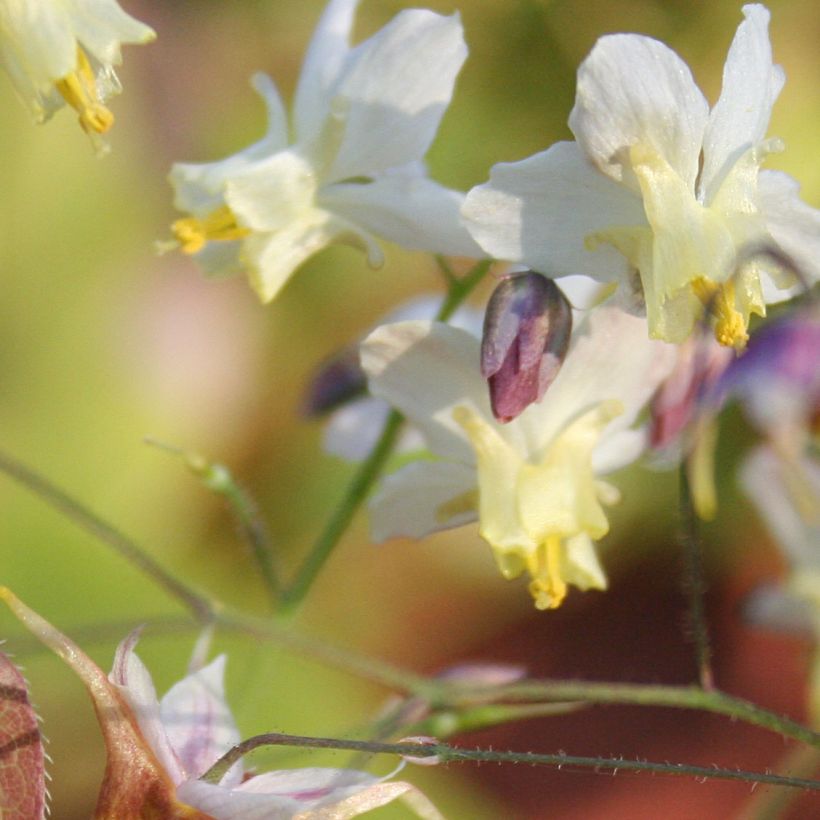 Fleur des Elfes - Epimedium  x versicolor Cupreum (Flowering)