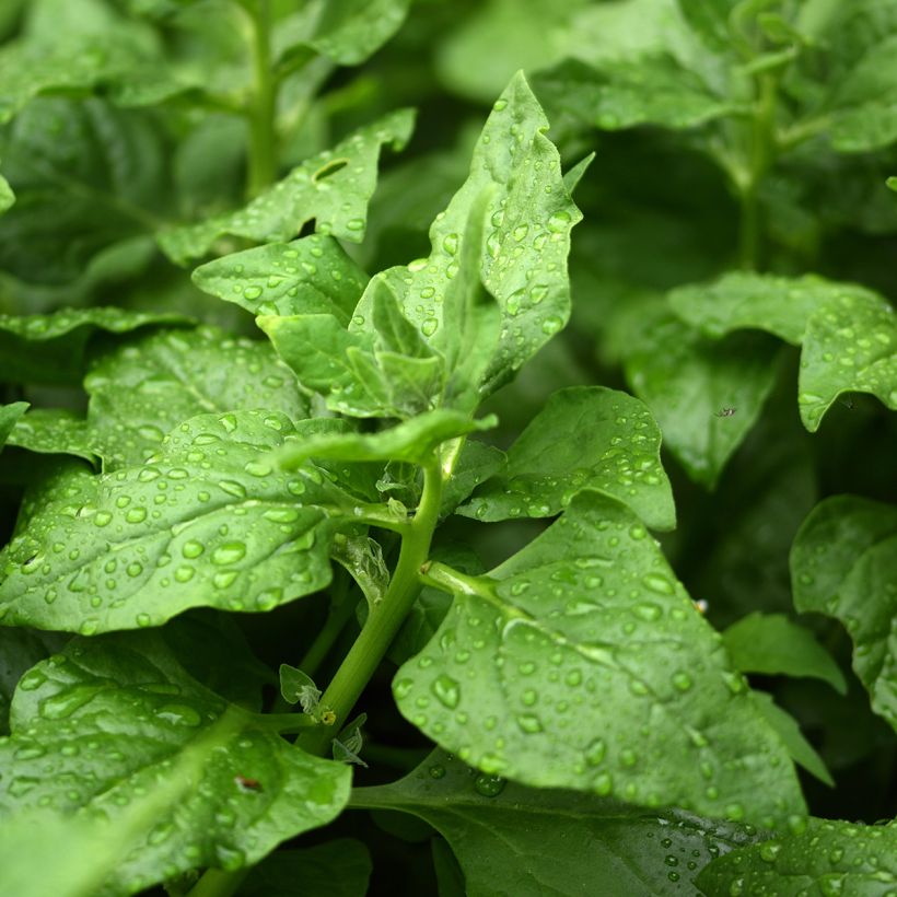 Epinard de Nouvelle Zélande - Tétragone - Tetragonia tetragonioides (Foliage)