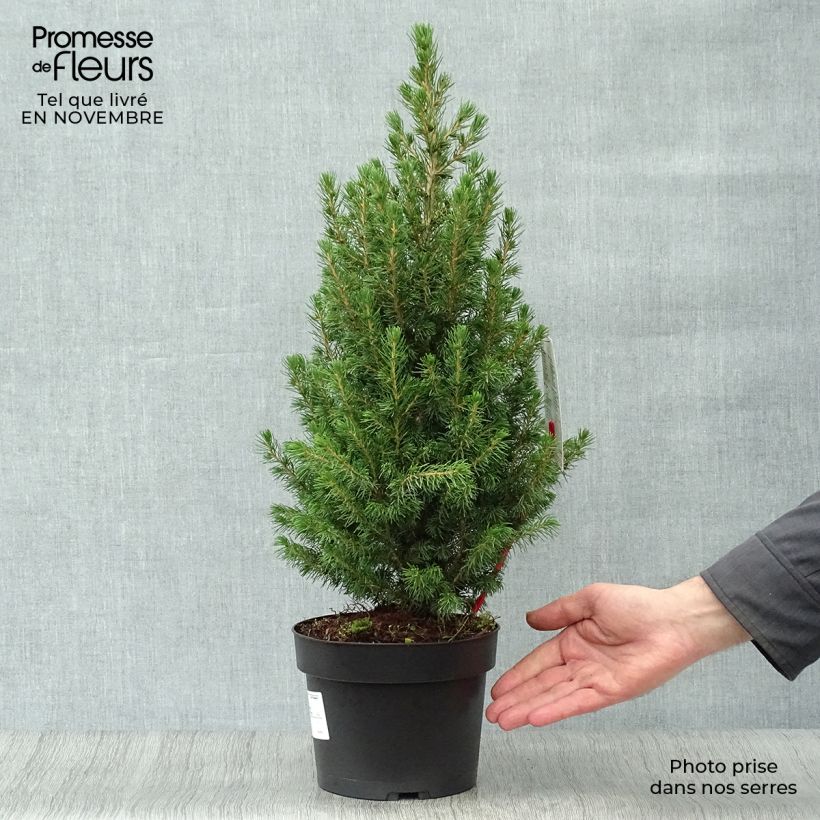 Example of Epinette blanche - Picea glauca Conica Pot de 2L/3L as you get in automne
