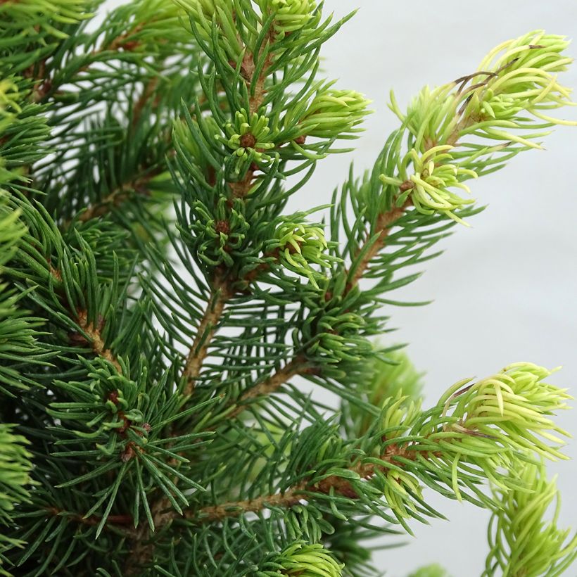 Epinette blanche - Picea glauca Rainbow's End          (Foliage)
