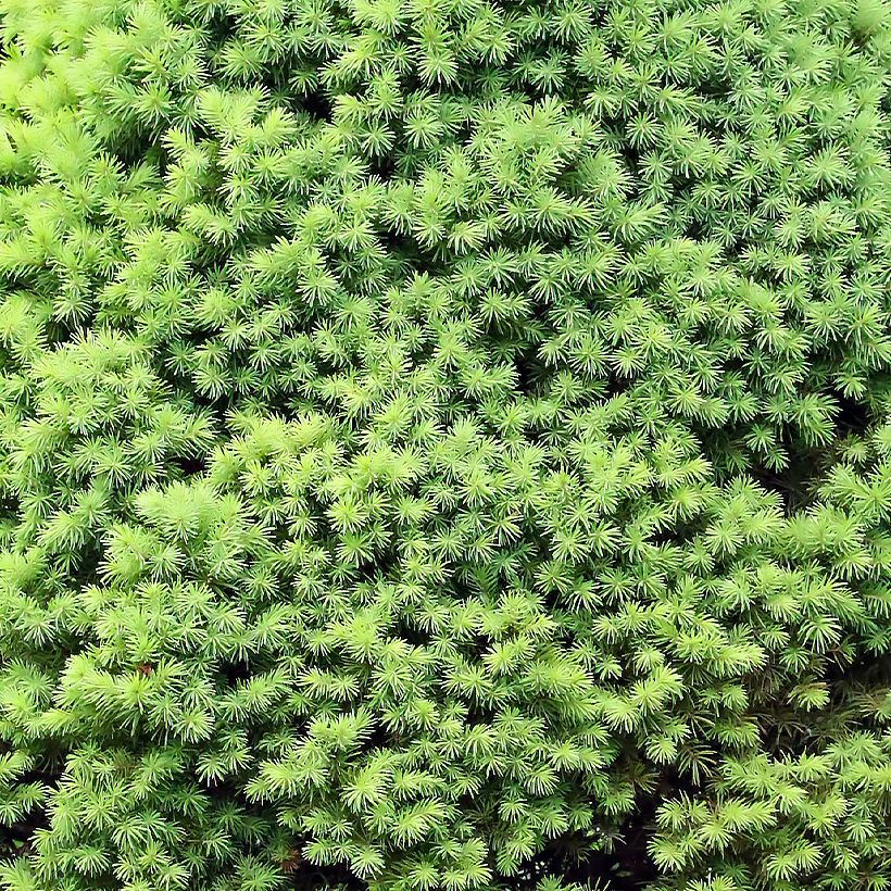 Epinette blanche - Picea glauca Zuckerhut (Foliage)