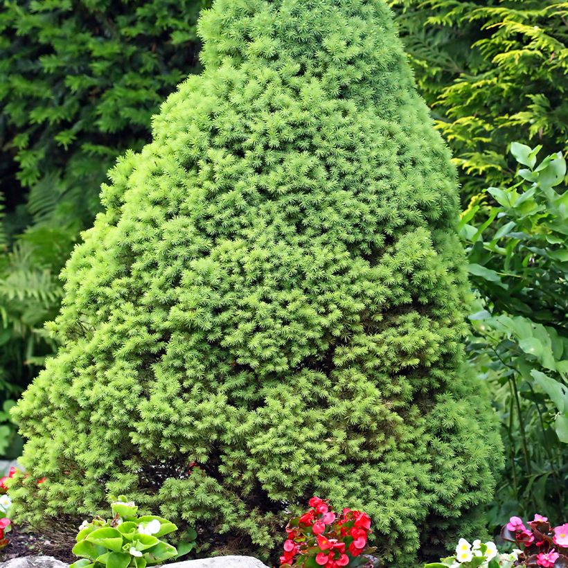 Epinette blanche - Picea glauca Zuckerhut (Plant habit)