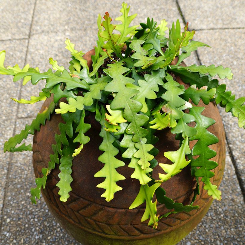 Epiphyllum anguliger - Cactus zig-zag (Plant habit)