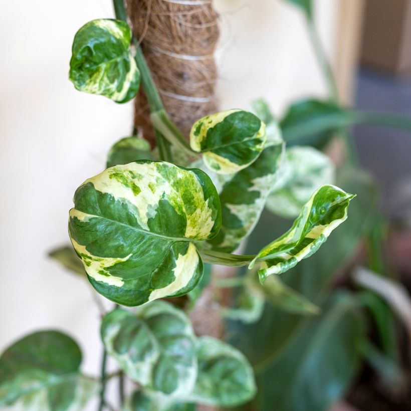 Epipremnum N'joy - Pothos (Foliage)