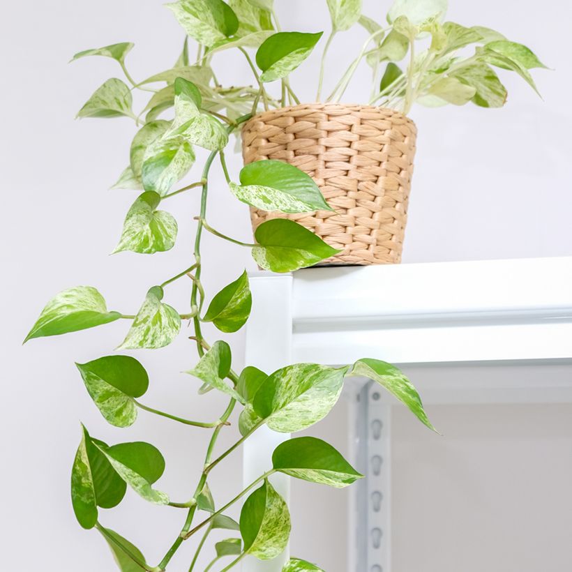 Epipremnum aureum Marble Queen - Pothos (Plant habit)