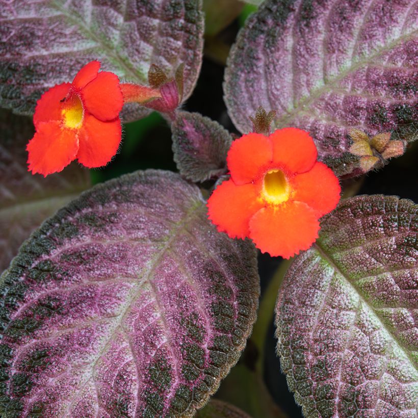 Episcia Malayan Gem (Flowering)