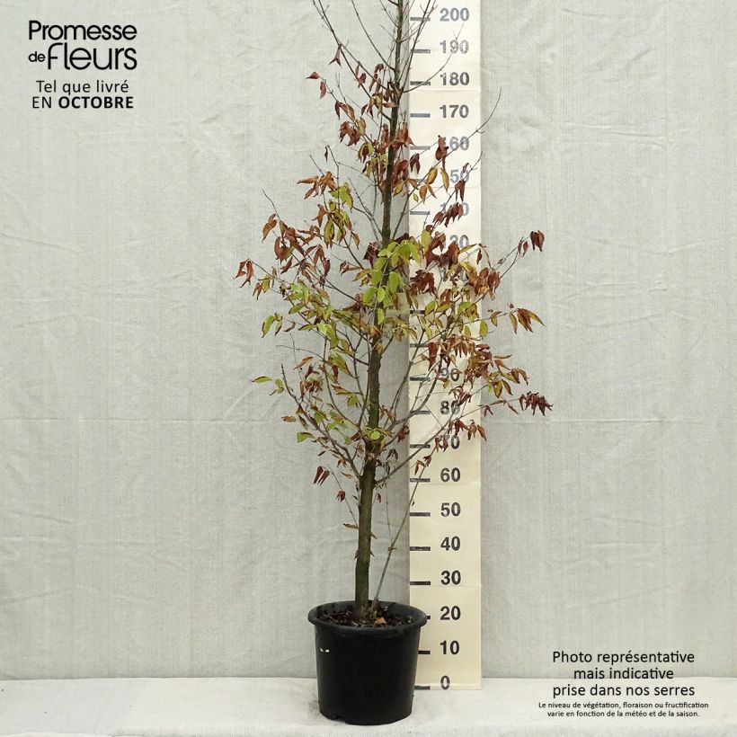 Example of Erable à feuilles de charme - Acer carpinifolium Pot de 7,5L/10L, Baliveau as you get in automne