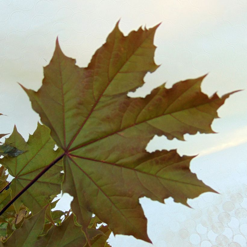 Erable boule - Acer platanoides Globosum (Foliage)