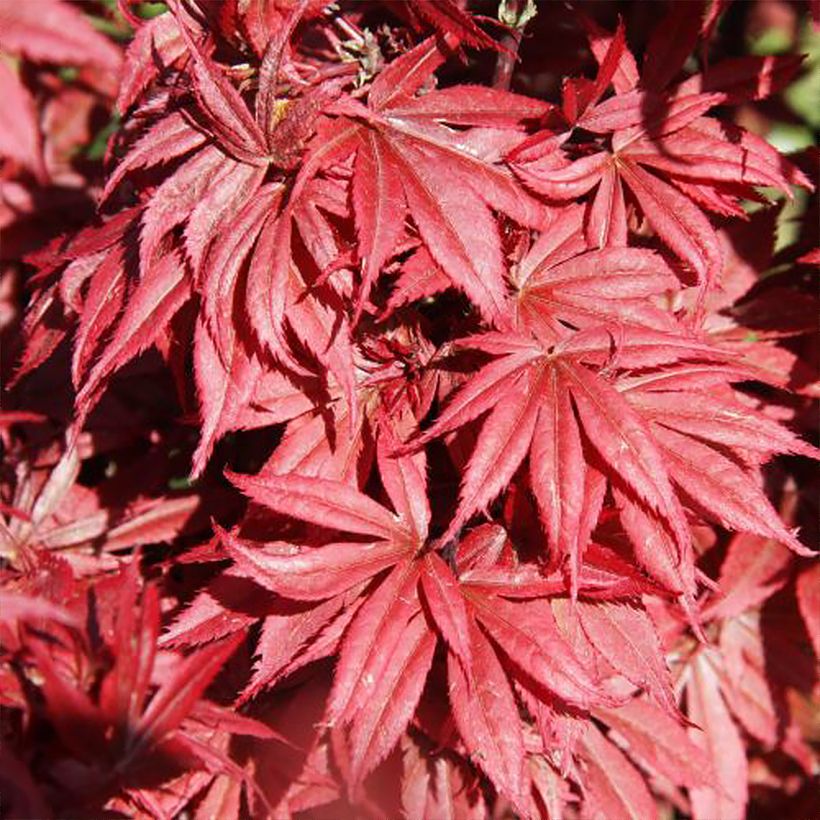 Erable du Japon - Acer palmatum Brandt’s Dwarf (Foliage)