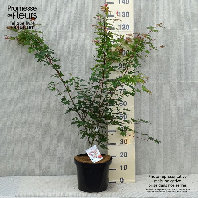 Example of Erable du Japon - Acer palmatum Brown Sugar Pot de 7,5L/10L as you get in ete